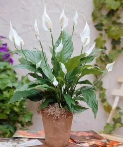 Fast Growing Trees Peace Lily Plant Air Purifying House Plants 15 Fast Growing Trees Peace Lily Plant Air Purifying House Plants