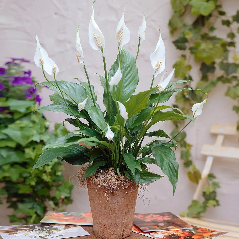Fast Growing Trees Peace Lily Plant Air Purifying House Plants 6 Fast Growing Trees Peace Lily Plant Air Purifying House Plants