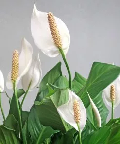 Fast Growing Trees Peace Lily Plant Air Purifying House Plants 14 Fast Growing Trees Peace Lily Plant Air Purifying House Plants
