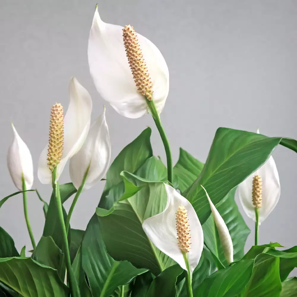 Fast Growing Trees Peace Lily Plant Air Purifying House Plants 5 Fast Growing Trees Peace Lily Plant Air Purifying House Plants