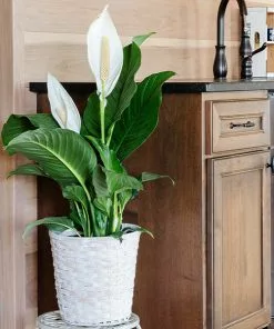 Fast Growing Trees Peace Lily Plant Air Purifying House Plants