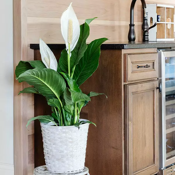 Fast Growing Trees Peace Lily Plant Air Purifying House Plants 3 Fast Growing Trees Peace Lily Plant Air Purifying House Plants