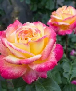 Fast Growing Trees Peace Rose