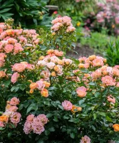 Fast Growing Trees Roses Peach Drift® Rose 7 Fast Growing Trees Roses Peach Drift® Rose