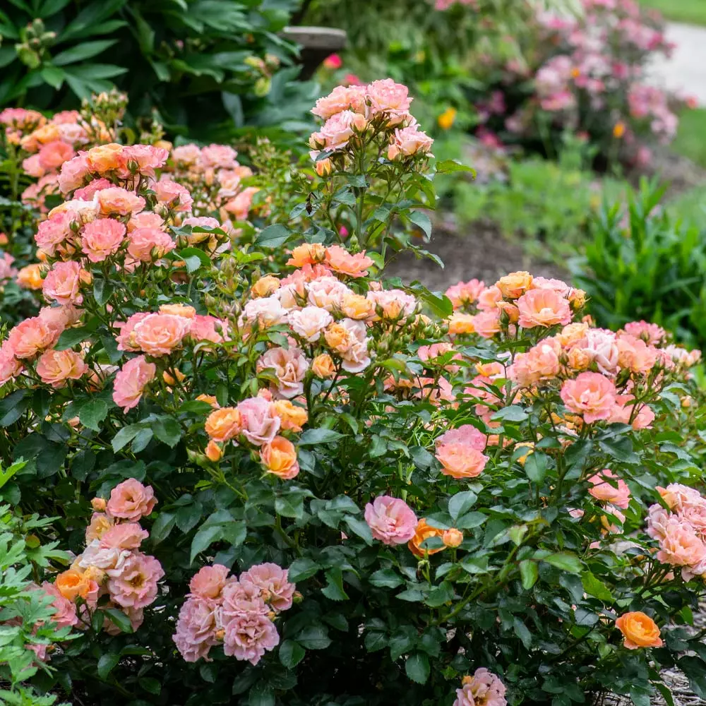 Fast Growing Trees Roses Peach Drift® Rose 5 Fast Growing Trees Roses Peach Drift® Rose
