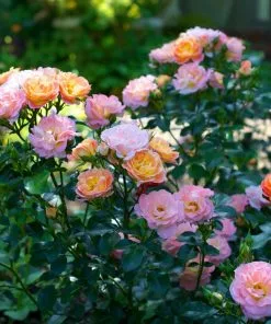 Fast Growing Trees Roses Peach Drift® Rose