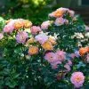Fast Growing Trees Roses Peach Drift® Rose 1 Fast Growing Trees Roses Peach Drift® Rose