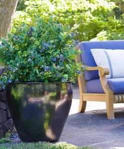 Fast Growing Trees Bushel And Berry® Peach Sorbet™ Blueberry Bush Blueberry Bushes 10 Fast Growing Trees Bushel And Berry® Peach Sorbet™ Blueberry Bush Blueberry Bushes