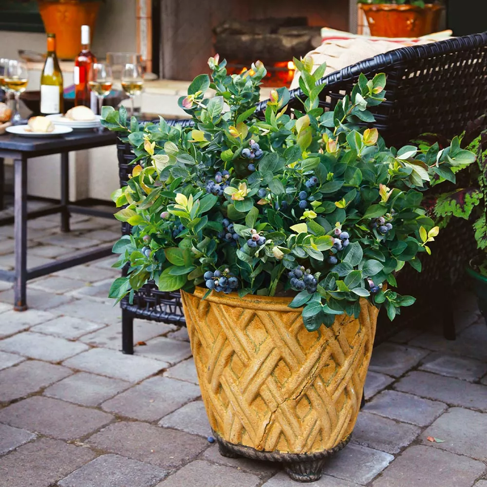 Fast Growing Trees Bushel And Berry® Peach Sorbet™ Blueberry Bush Blueberry Bushes 8 Fast Growing Trees Bushel And Berry® Peach Sorbet™ Blueberry Bush Blueberry Bushes