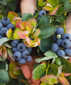 Fast Growing Trees Bushel And Berry® Peach Sorbet™ Blueberry Bush Blueberry Bushes 11 Fast Growing Trees Bushel And Berry® Peach Sorbet™ Blueberry Bush Blueberry Bushes