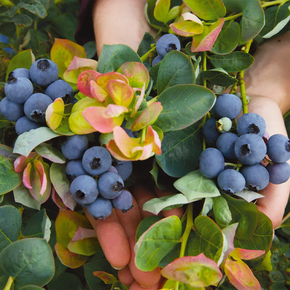 Fast Growing Trees Bushel And Berry® Peach Sorbet™ Blueberry Bush Blueberry Bushes 5 Fast Growing Trees Bushel And Berry® Peach Sorbet™ Blueberry Bush Blueberry Bushes