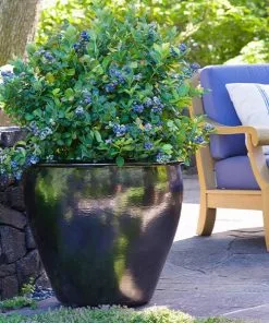 Fast Growing Trees Bushel And Berry® Peach Sorbet™ Blueberry Bush Blueberry Bushes