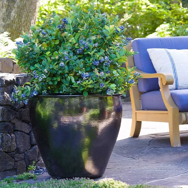 Fast Growing Trees Bushel And Berry® Peach Sorbet™ Blueberry Bush Blueberry Bushes 3 Fast Growing Trees Bushel And Berry® Peach Sorbet™ Blueberry Bush Blueberry Bushes