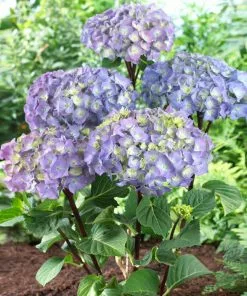 Fast Growing Trees Hydrangea Shrubs Peacock Hydrangea 8 Fast Growing Trees Hydrangea Shrubs Peacock Hydrangea