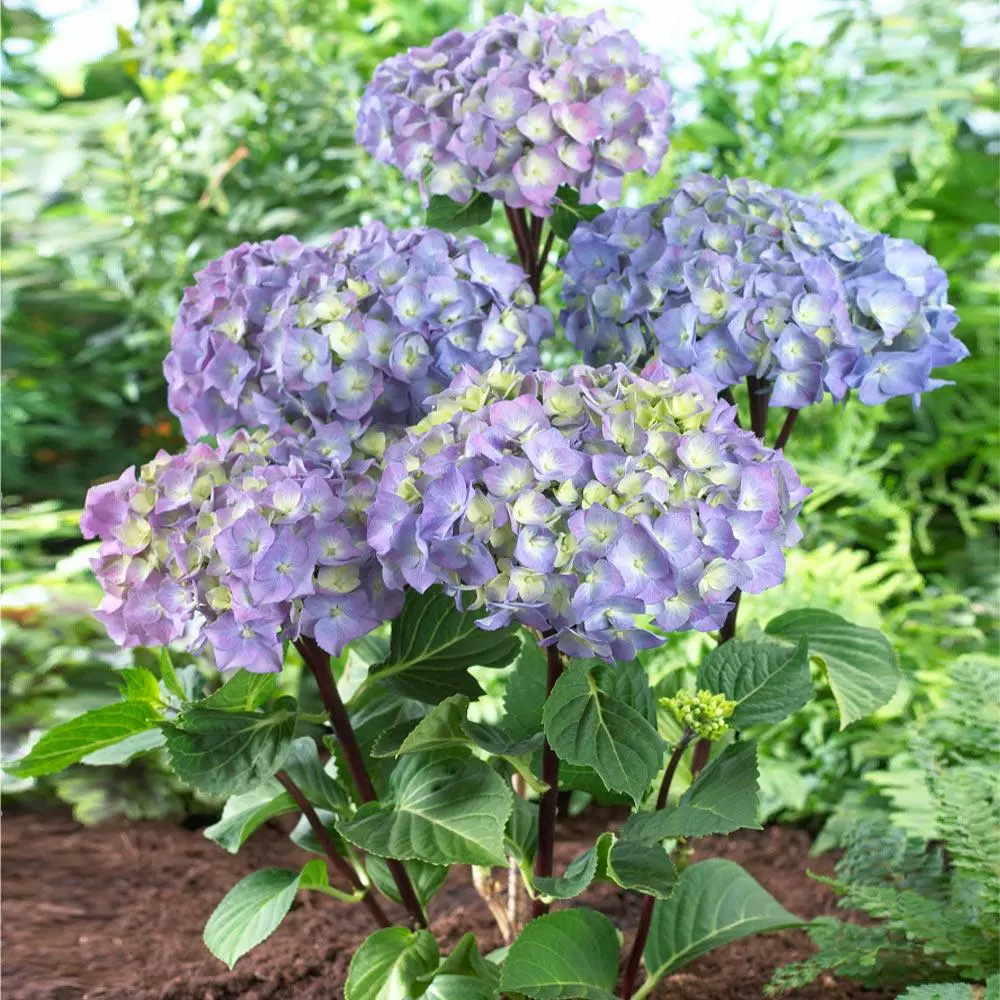Fast Growing Trees Hydrangea Shrubs Peacock Hydrangea 5 Fast Growing Trees Hydrangea Shrubs Peacock Hydrangea