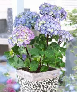 Fast Growing Trees Hydrangea Shrubs Peacock Hydrangea