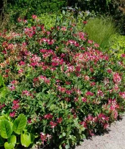 Fast Growing Trees Peaches & Cream Honeysuckle Vine 8 Fast Growing Trees Peaches & Cream Honeysuckle Vine