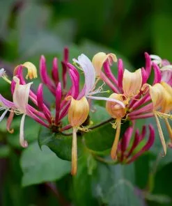 Fast Growing Trees Peaches & Cream Honeysuckle Vine 9 Fast Growing Trees Peaches & Cream Honeysuckle Vine