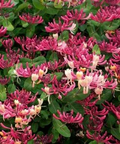 Fast Growing Trees Peaches & Cream Honeysuckle Vine