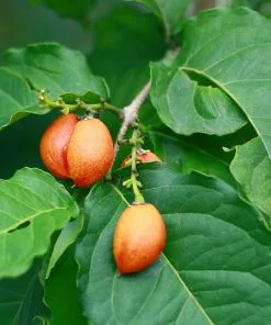 Fast Growing Trees See All Fruit Trees Peanut Butter Fruit Tree 9 Fast Growing Trees See All Fruit Trees Peanut Butter Fruit Tree