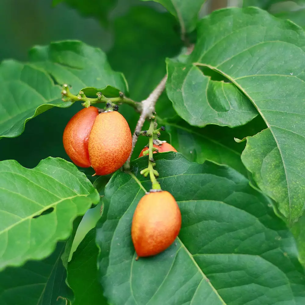 Fast Growing Trees See All Fruit Trees Peanut Butter Fruit Tree 5 Fast Growing Trees See All Fruit Trees Peanut Butter Fruit Tree