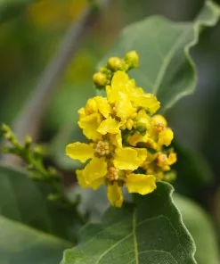 Fast Growing Trees See All Fruit Trees Peanut Butter Fruit Tree 11 Fast Growing Trees See All Fruit Trees Peanut Butter Fruit Tree