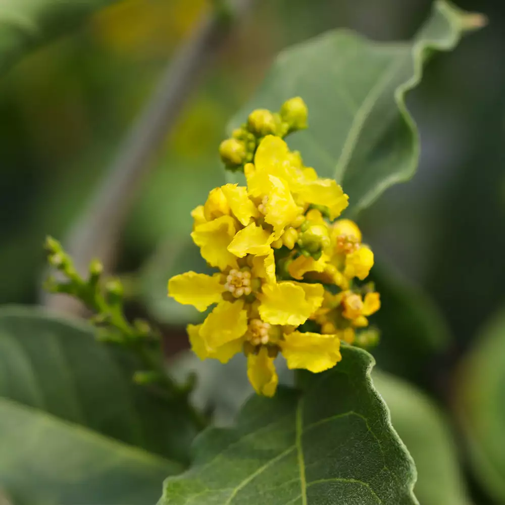 Fast Growing Trees See All Fruit Trees Peanut Butter Fruit Tree 7 Fast Growing Trees See All Fruit Trees Peanut Butter Fruit Tree