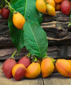 Fast Growing Trees See All Fruit Trees Peanut Butter Fruit Tree