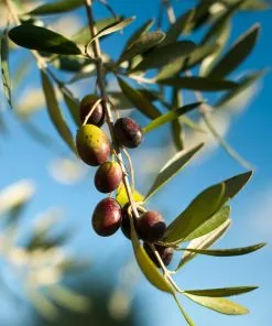 Fast Growing Trees Pendolino Olive Tree Olive Trees 7 Fast Growing Trees Pendolino Olive Tree Olive Trees