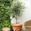 Fast Growing Trees Pendolino Olive Tree Olive Trees 1 Fast Growing Trees Pendolino Olive Tree Olive Trees