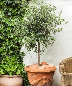 Fast Growing Trees Pendolino Olive Tree Olive Trees