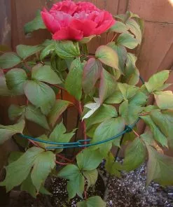 Fast Growing Trees Peony Cage Garden Supplies 7 Fast Growing Trees Peony Cage Garden Supplies