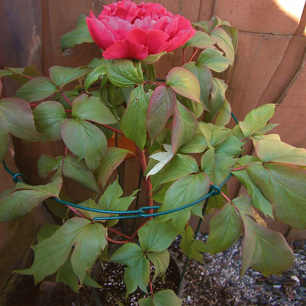 Fast Growing Trees Peony Cage Garden Supplies 5 Fast Growing Trees Peony Cage Garden Supplies