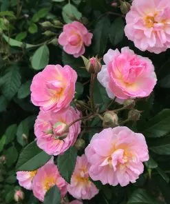 Fast Growing Trees Perfume Breeze™ Rose Tree Rose Trees