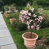 Fast Growing Trees Perfume Breeze™ Rose Tree Rose Trees