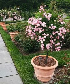 Fast Growing Trees Perfume Breeze™ Rose Tree Rose Trees
