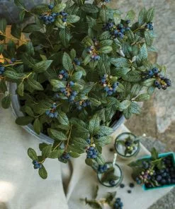 Fast Growing Trees Blueberry Bushes Bushel And Berry® Perpetua Blueberry 11 Fast Growing Trees Blueberry Bushes Bushel And Berry® Perpetua Blueberry