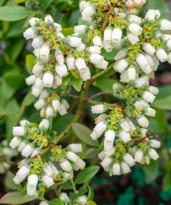 Fast Growing Trees Blueberry Bushes Bushel And Berry® Perpetua Blueberry 12 Fast Growing Trees Blueberry Bushes Bushel And Berry® Perpetua Blueberry