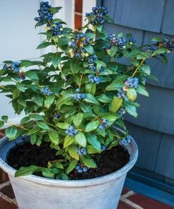 Fast Growing Trees Blueberry Bushes Bushel And Berry® Perpetua Blueberry