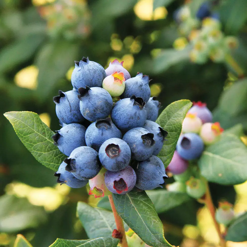 Fast Growing Trees Blueberry Bushes Bushel And Berry® Perpetua Blueberry 5 Fast Growing Trees Blueberry Bushes Bushel And Berry® Perpetua Blueberry