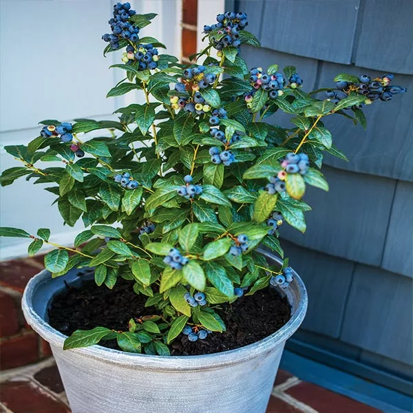 Fast Growing Trees Blueberry Bushes Bushel And Berry® Perpetua Blueberry 3 Fast Growing Trees Blueberry Bushes Bushel And Berry® Perpetua Blueberry