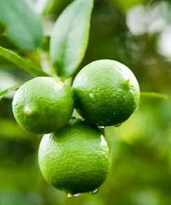 Fast Growing Trees Persian 'Bearss' Lime Bush