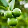 Fast Growing Trees Our Newest Arrivals Persian 'Bearss' Lime Bush 2 Fast Growing Trees Our Newest Arrivals Persian 'Bearss' Lime Bush