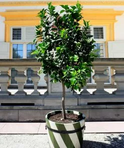 Fast Growing Trees Persian 'Bearss' Lime Tree