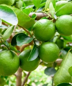 Fast Growing Trees Our Newest Arrivals Persian 'Bearss' Lime Tree 9 Fast Growing Trees Our Newest Arrivals Persian 'Bearss' Lime Tree