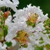 Fast Growing Trees Crape Myrtles Petite Snow™ Crape Myrtle Tree 1 Fast Growing Trees Crape Myrtles Petite Snow™ Crape Myrtle Tree