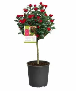 Fast Growing Trees Petite Knock Out® Rose Tree Rose Trees