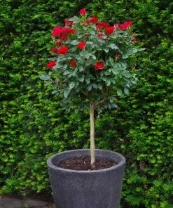 Fast Growing Trees Petite Knock Out® Rose Tree Rose Trees