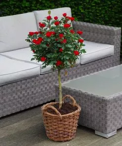 Fast Growing Trees Petite Knock Out® Rose Tree Rose Trees