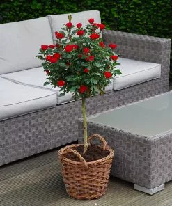 Fast Growing Trees Petite Knock Out® Rose Tree Rose Trees